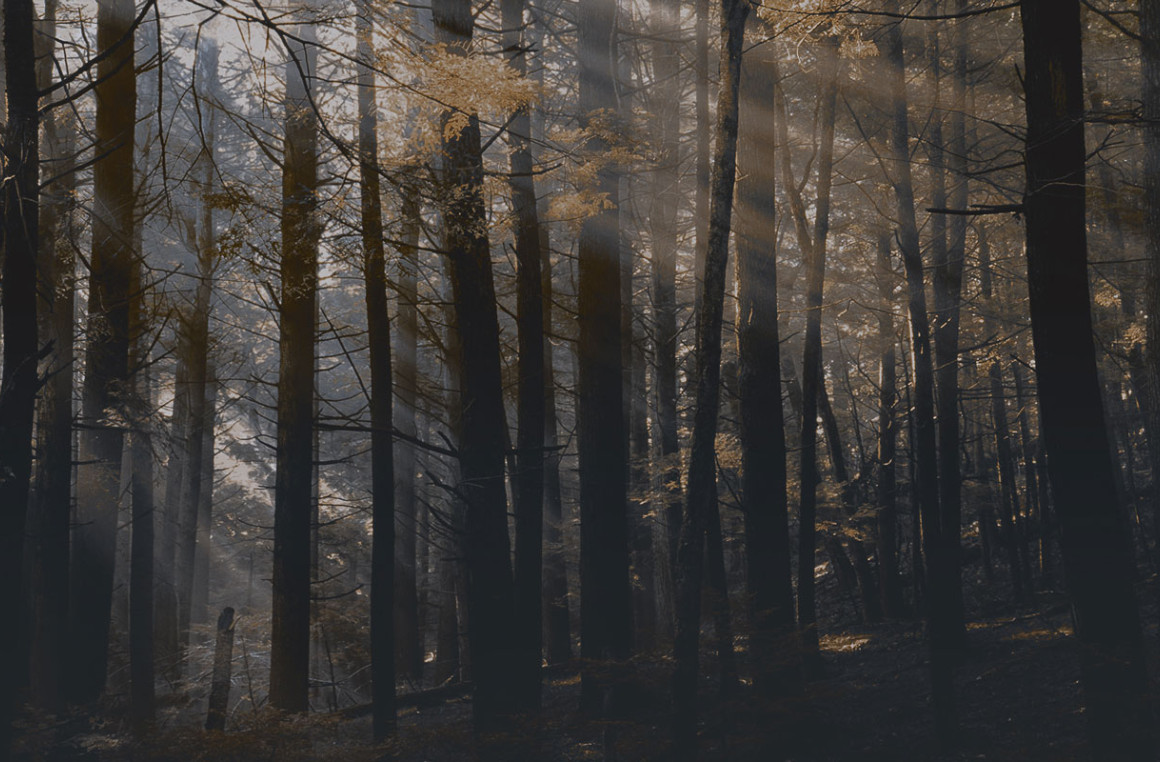 Canadian forest Londonart