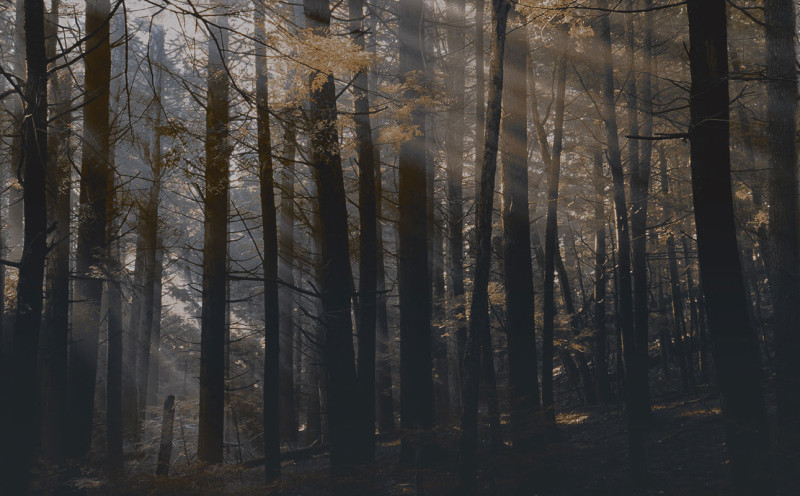 Canadian forest Londonart